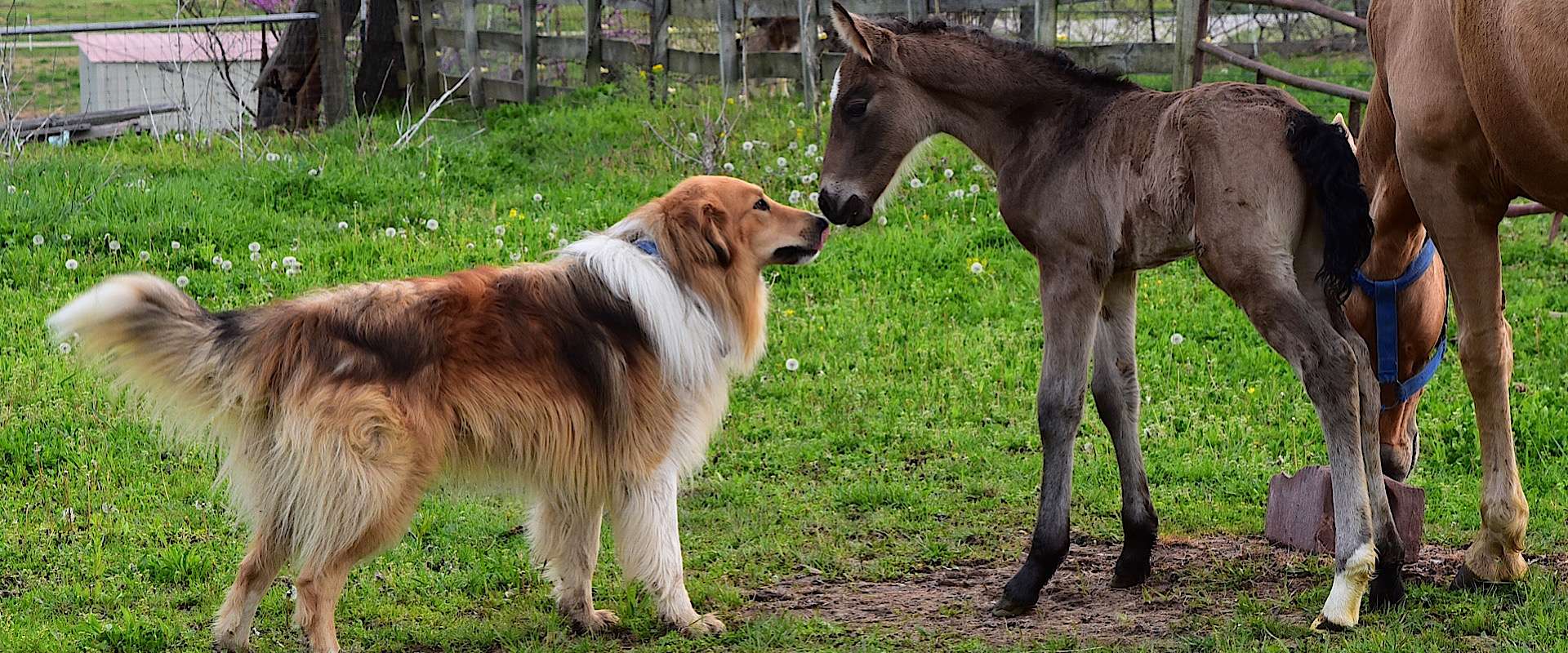 Life on Stillwaters Heritage Farm - Raising Heritage Collies Life on Stillwaters Heritage Farm - Raising Heritage Collies